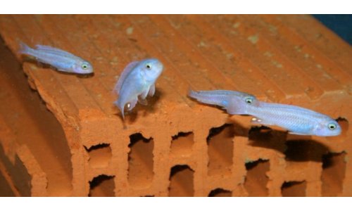 Melanochromis maingano white